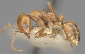 Media type: image;   Entomology 22972 Aspect: habitus lateral view 3